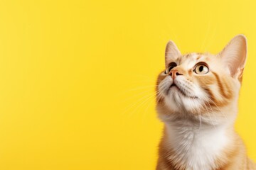 Cat Looking Up On Solid Yellow Background, Cute Banner Photorealism