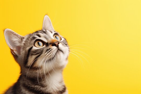 Cat Looking Up On Solid Yellow Background, Cute Banner