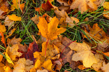 Bunte Blätter im Herbst und grünes Gras als Symbol für Leben und Sterben