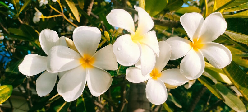 Closeup Image Of Tiare Flowers At Green Outdoors Background
