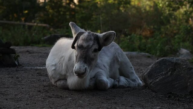 Reindeer Calf Lies Down Outside in Swedish Skansen. Cute Young Caribou (Rangifer Tarandus) is a Species of Deer.