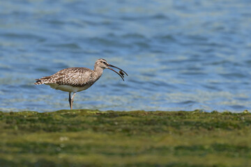 common whimbrel (Numenius phaeopus) or white-rumped whimbrel predating on crabs on the shore. Beautiful water bird with a long beak feeding at the coast. Crab eaten by wild bird. Astillero, Cantabria.