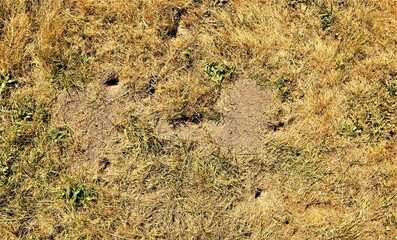 Mouse, Rat. The entrances to the mouse's house are hidden among the grass. animals, animal, mice. Rodents, Rodent,  wildlife, wild nature, woods, forest.
