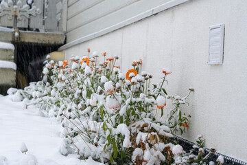 Enchanting Winter Bloom: Flowers and Green Leaves Gracefully Blanketed in the First Snow.