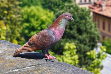 Portrait of the beautiful rock dove in Bergamo.