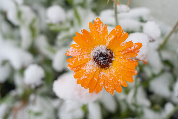 Enchanting Winter Blooms: Flowers Gently Cradled in a Blanket of Pristine Snowfall.
