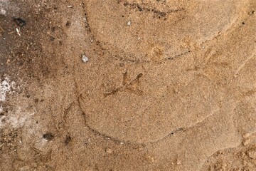 Pigeon footprints on beach sand. Bird footprint, Birds. Animal track, Tracks. bird-watching,...