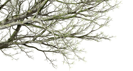 Cut-out large aged tree branches transparent backgrounds 3d illustrations png