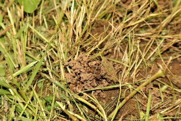 Soil pile created by earthworm. Home of the earthworm. Hole of the earthworms It's made of excrement. Earthworm dung or earthworm droppings is soil that is rich in living microorganisms.