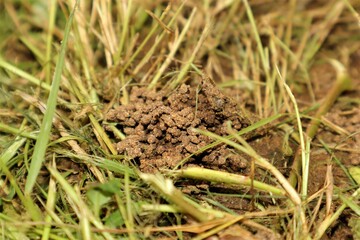 Soil pile created by earthworm. Home of the earthworm. Hole of the earthworms It's made of excrement. Earthworm dung or earthworm droppings is soil that is rich in living microorganisms.