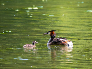 Female Great Crested Grebe with Chicks