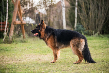 German Shepherd standing, isolated on nature background