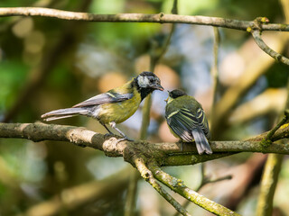 Juvenile Blue Tit Being Fed by its Female