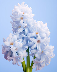 Wallpaper with flower bud of hyacinth. Close up background. Generative AI