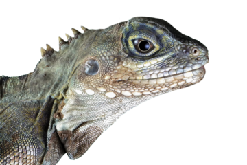 Hypsilurus Magnus forest dragon lizard closeup on isolated background