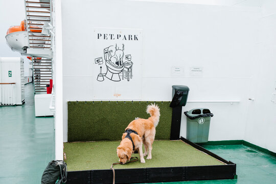 Golden Retriever on artificial grass in cruise ship