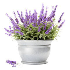 lavender in a pot isolated on transparent or white background