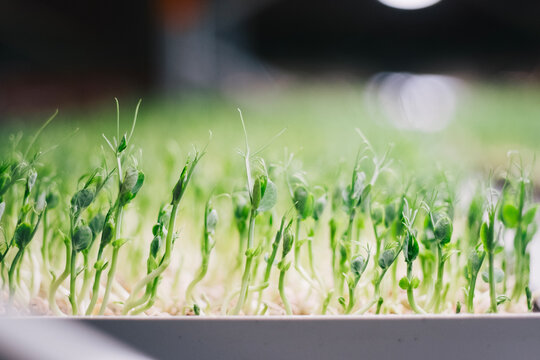 Growth of small seedlings in greenhouse