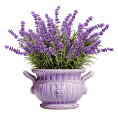 lavender flowers in a vase isolated on transparent or white background	