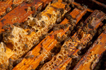 Open hive showing the bees swarming on a honeycomb..