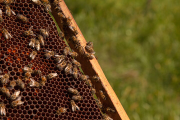 Working bees in a hive on honeycomb. Bees inside hive with sealed and open cells for their young..