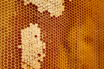 Fresh honey in cells as background. Close up view of honeycomb with sweet honey..