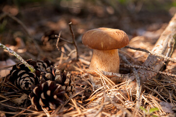 Porcini mushroom grows in pine tree forest at autumn season..