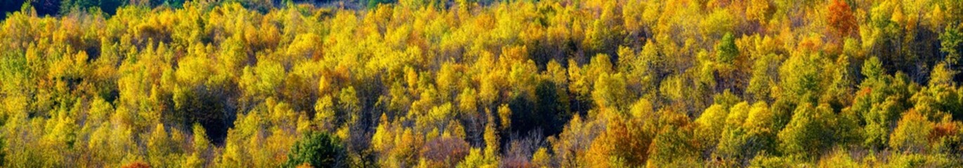 Panorama of the autumn forest.