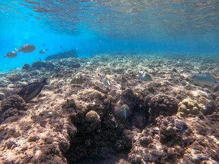 Rhinecanthus assasi fish or Picasso trigger fish on his coral reef in the Red Sea, Egypt.