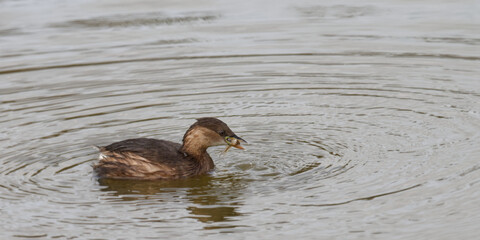 Grèbe castagneux - Tachybaptus ruficollis - Podicipedidae,
