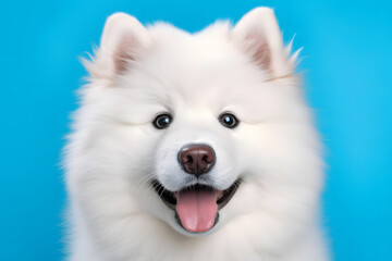 Cute Samoyed dog on blue color background. Neural network AI generated art