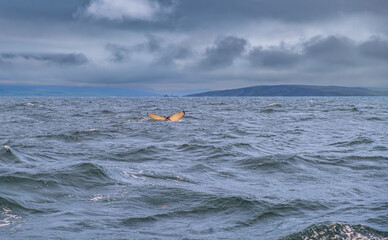 whale watching tour, fluke of humpback whale (Megaptera novaeangliae), Husavik, North Iceland,...