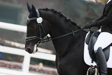 Portrait of a horse during a performance at a dressage competition. Rider landing and horse control