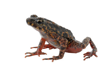 Bleeding Toad or Leptophryne cruentata closeup on isolated background