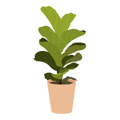 Fiddle leaf fig plant in pot on white background, cute exotic floliage. Hand Drawn doodle style, vector illustration	
