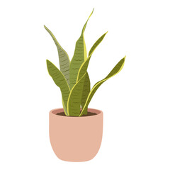Sansevieria plant in pot on white background, cute exotic floliage. Hand Drawn doodle style, vector illustration