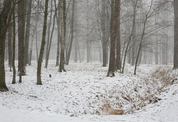 Trees of the forest park during a snowfall