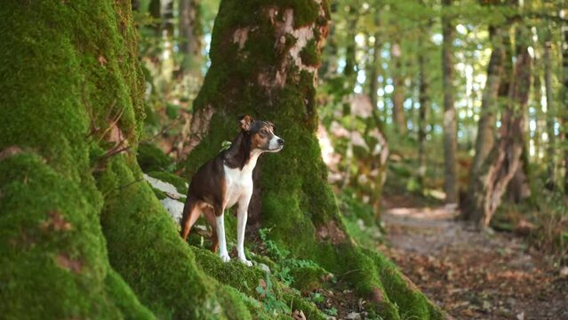 Focused mixbreed in Nature, An attentive dog stands amidst verdant moss, ready for adventure in the forest's embrace. The image captures the essence of exploration and canine alertness