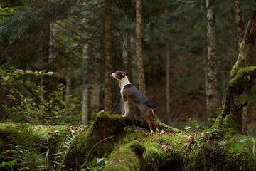 Alert Dog in Forest, A vigilant mixbreed stands in the woods, surveying its surroundings with keen...