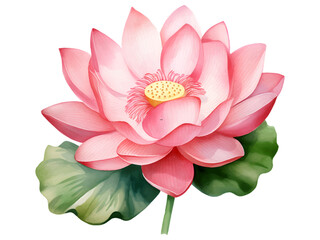 watercolor lotus flower Illustrator Vector