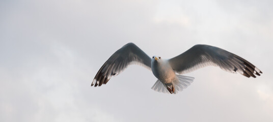Seagull flying in the cloudy sky. Close-up. Copy space for text. Banner.