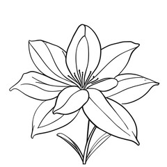 lily flower isolated on white