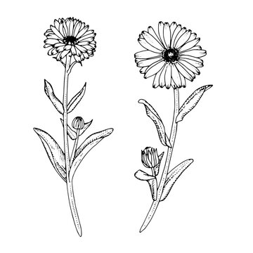 Calendula Vector outline illustration. Hand drawn graphic clipart set of marigold flower. Black line art. Officinalis herb linear drawing on isolated background. Medicinal floral daisy tea