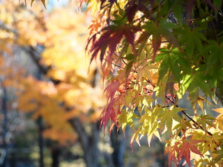 紅葉