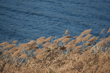 가을 억새 갈대 바람 쓸쓸한