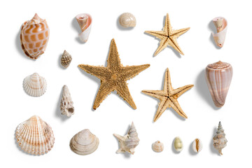 Collection of various seashells and starfishes, summer and vacation design elements isolated on a transparent background, PNG. High resolution. - obrazy, fototapety, plakaty