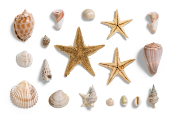 Collection of various seashells and starfishes, summer and vacation design elements isolated on a transparent background, PNG. High resolution.
