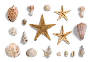 Deurstickers Collection of various seashells and starfishes, summer and vacation design elements isolated on a transparent background, PNG. High resolution. © PrimeMockup