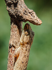 The lizard was hiding in a dry tree branch. Close-up view.