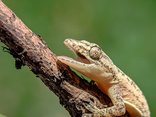 Close-up of a lizard on a dry tree branch with its mouth open.